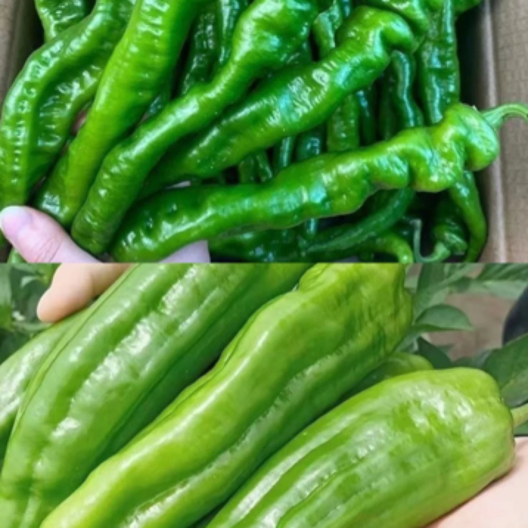 湖北新鲜青椒青辣椒螺丝椒新鲜农家自种青椒薄皮椒微辣