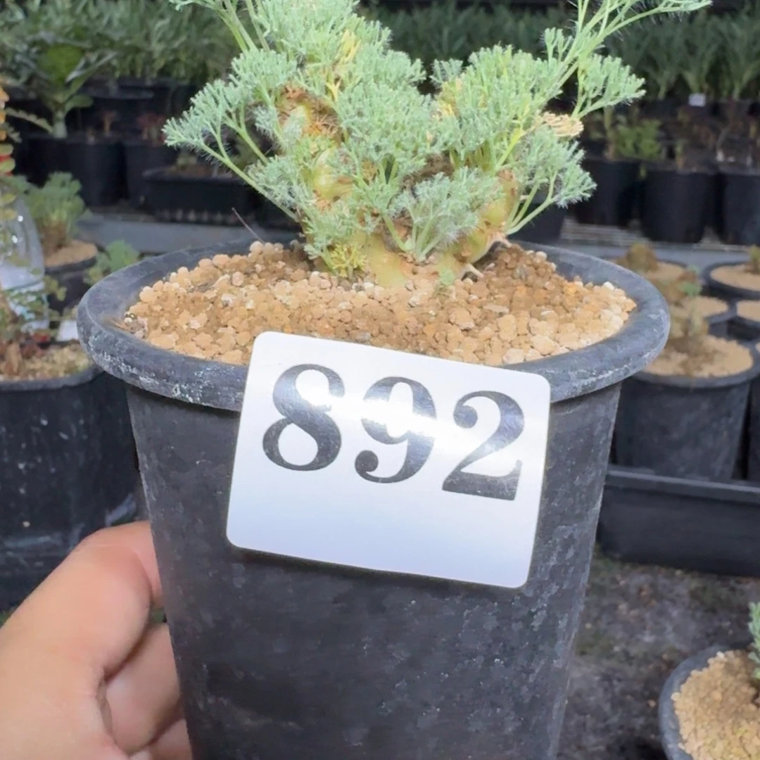 白皮月界多肉植物