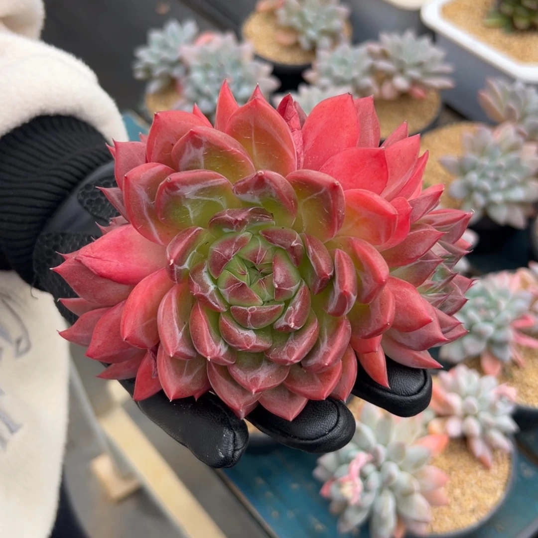 小****从前慢花园多肉编号1203-四头红鸾