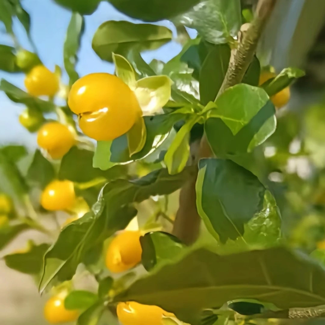 金玉米鹊肾树莺哥树盆栽小苗