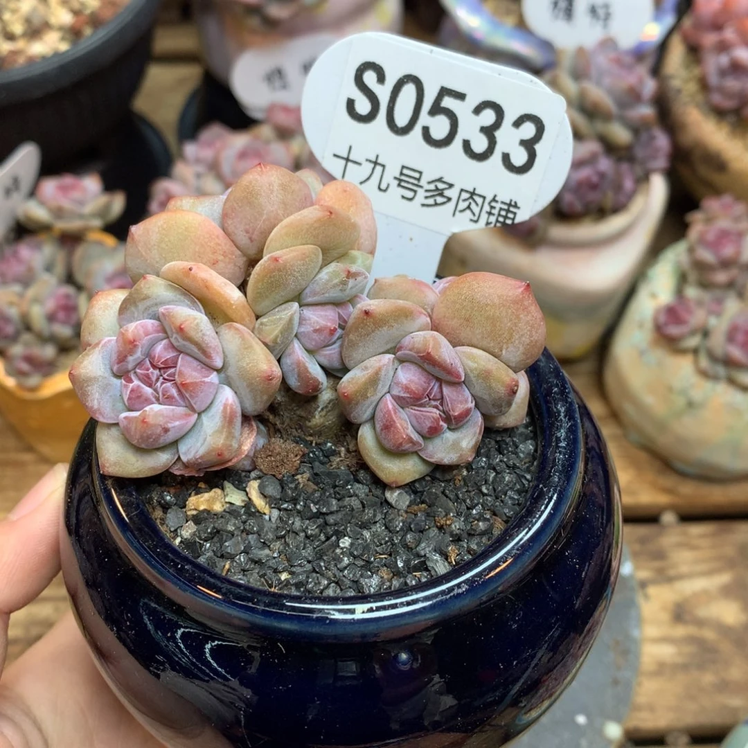 S0533 突尼斯 背景同款 小树