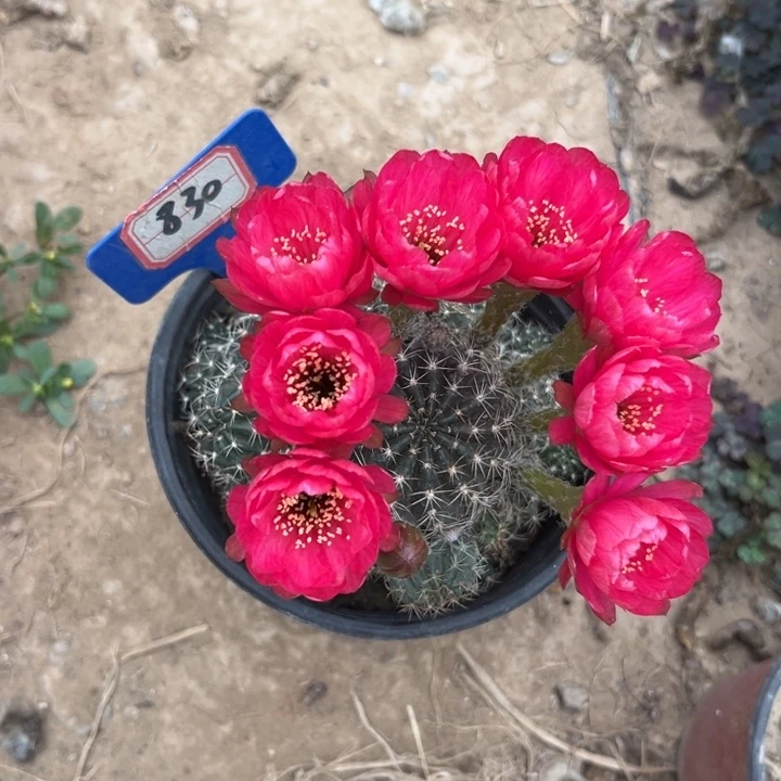 晟***麻830，红色丽花。。。。