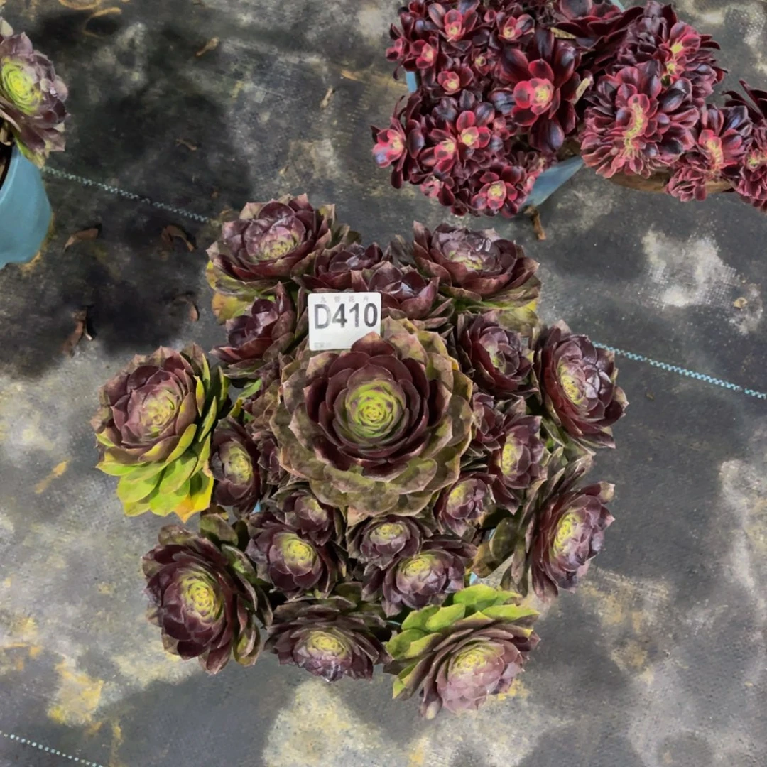 41000黑魔福利可以拍