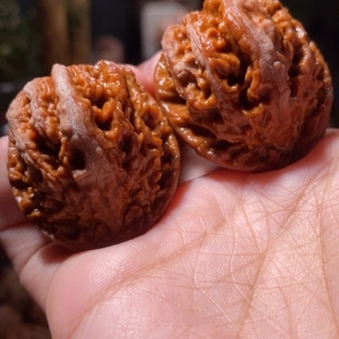 把件文玩核桃东北野生楸子小美8 5