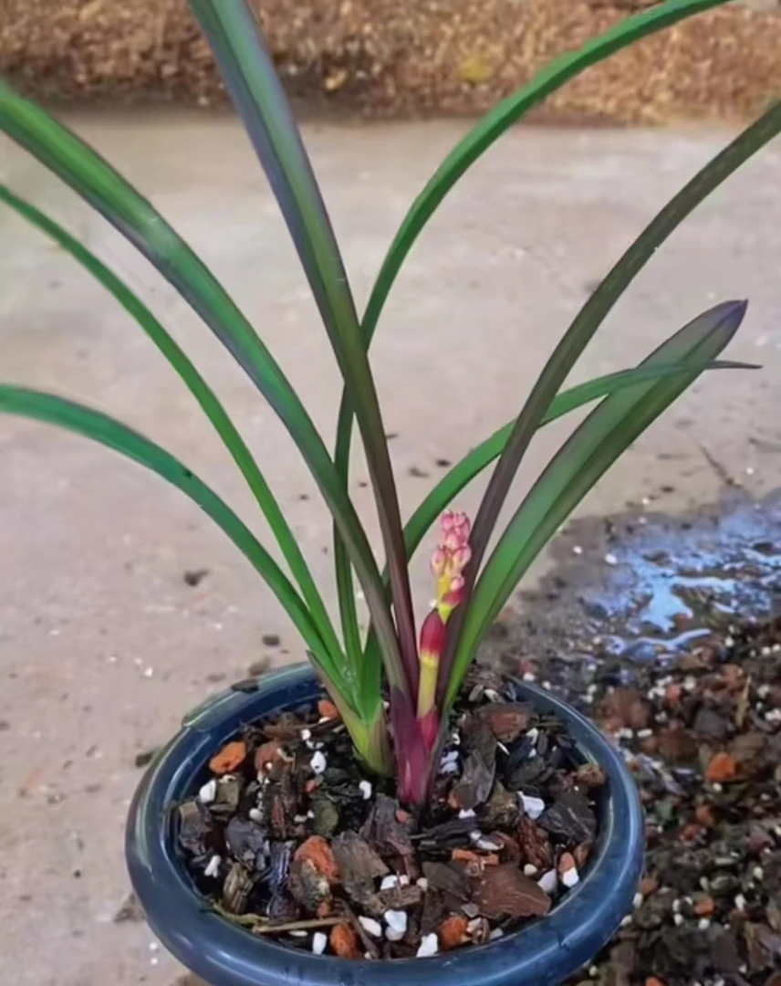 春兰春剑，建兰，一物一拍