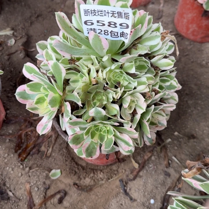 6589二号棚粉钻多肉G