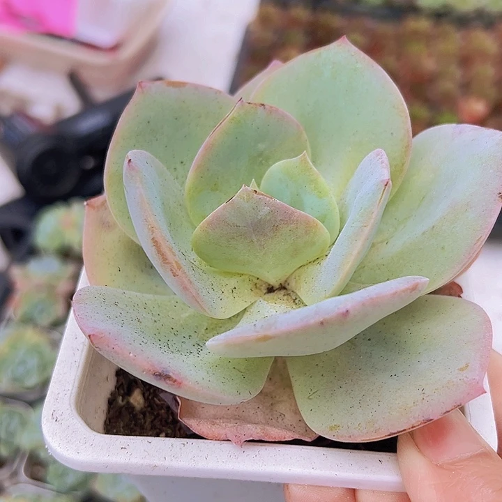 大白凤19包邮多肉植物