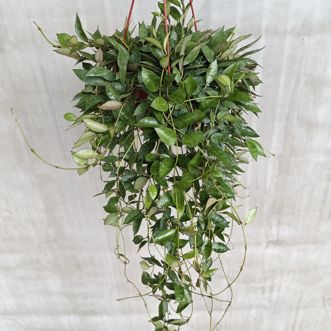 长叶裂瓣球兰勤花爆花品种小叶型室内垂吊型花香味浓好养易开花