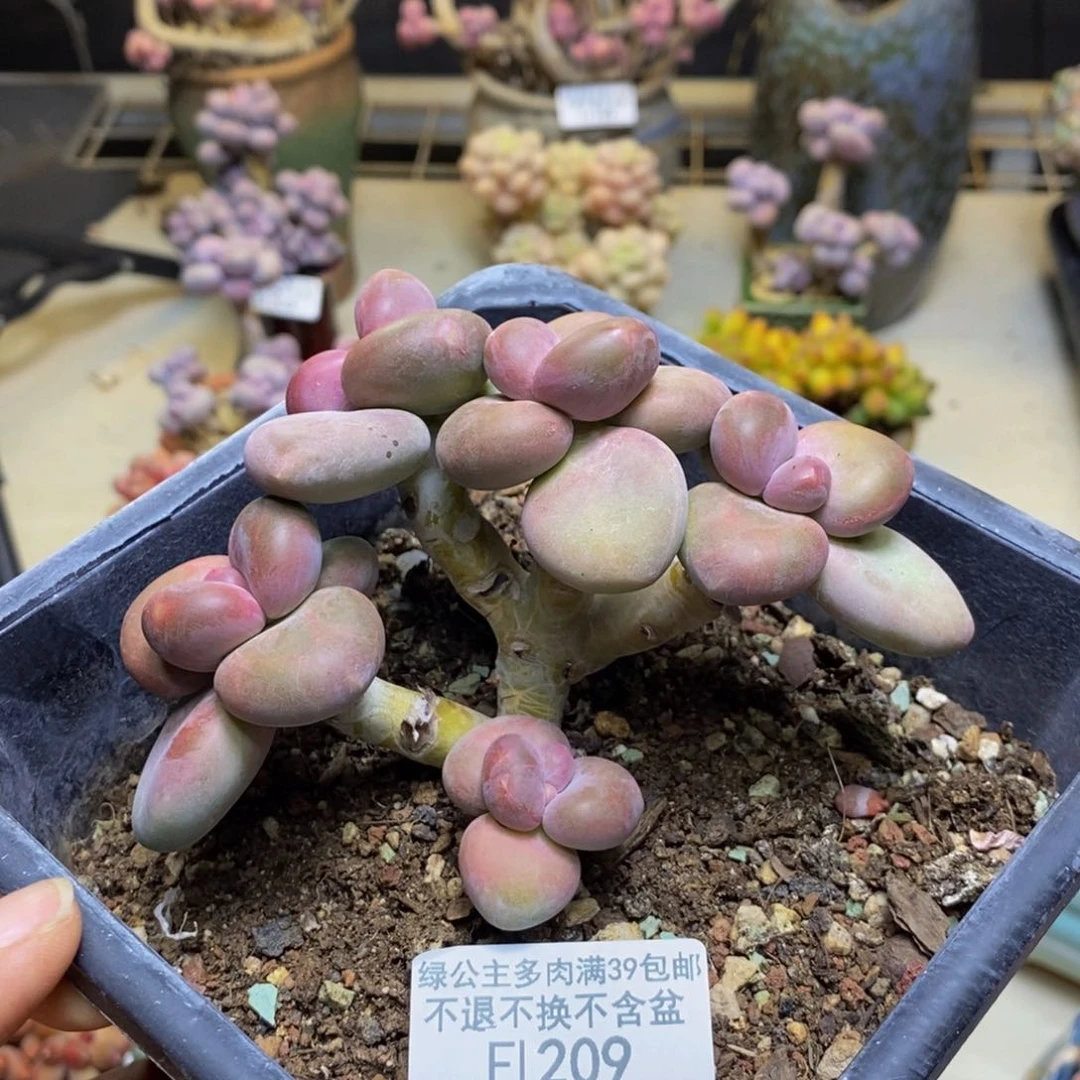 209芒果奶二代多肉8c m