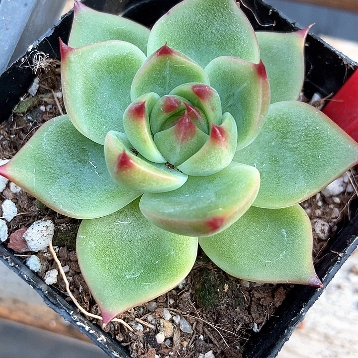 多肉植物蓝龙2098多肉