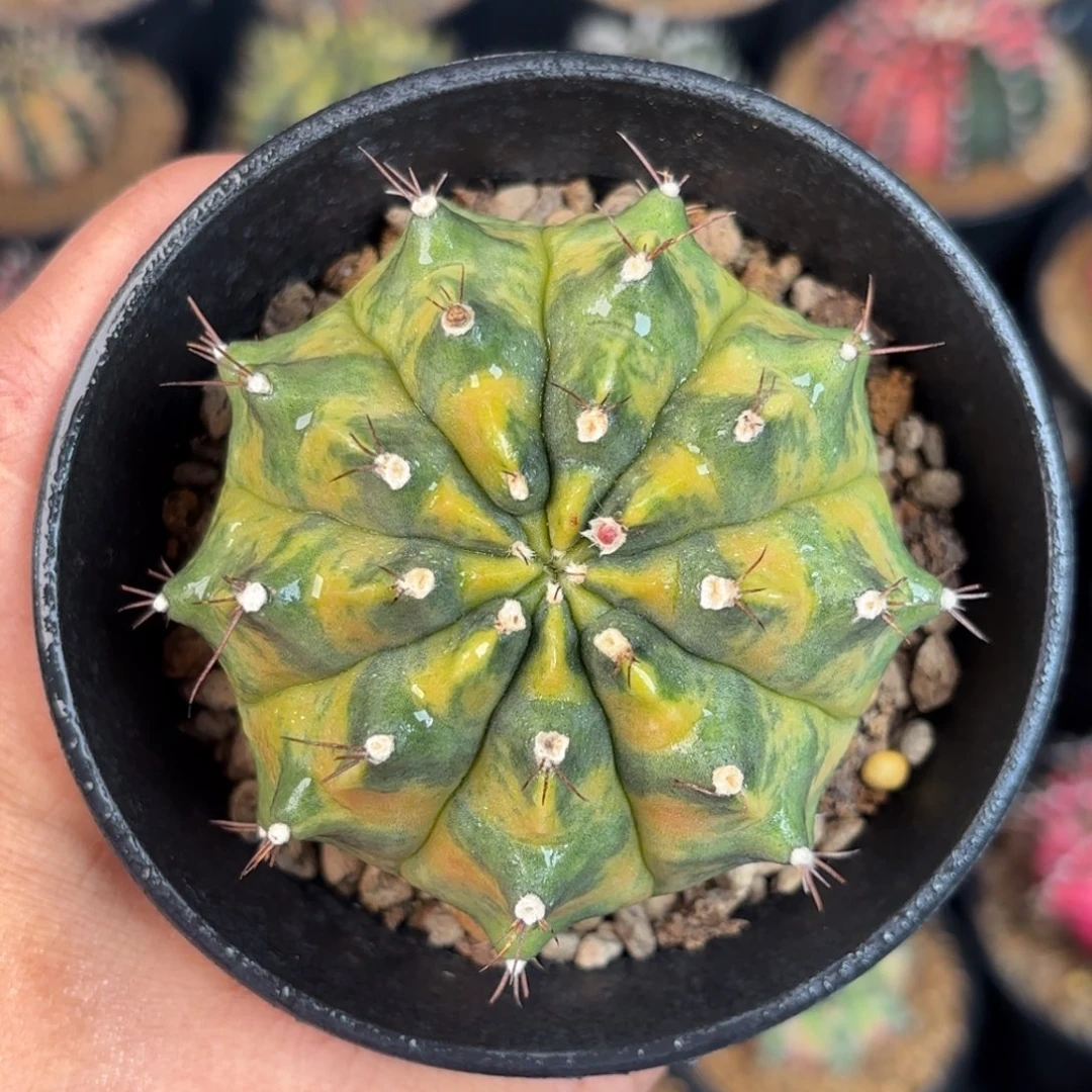 泰系米哈乌贼a25仙人球