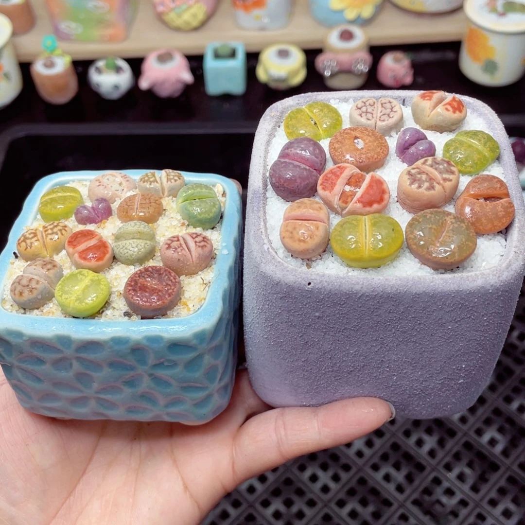 w1315 带盆土发货- 零下地区拍保温箱