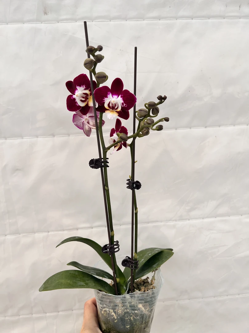 云鹏蝴蝶兰（星空）带花带花苞发货