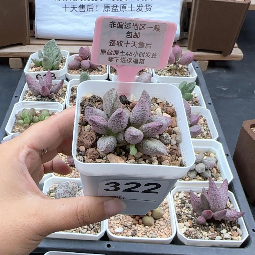 322融化纹猪肝多肉植物