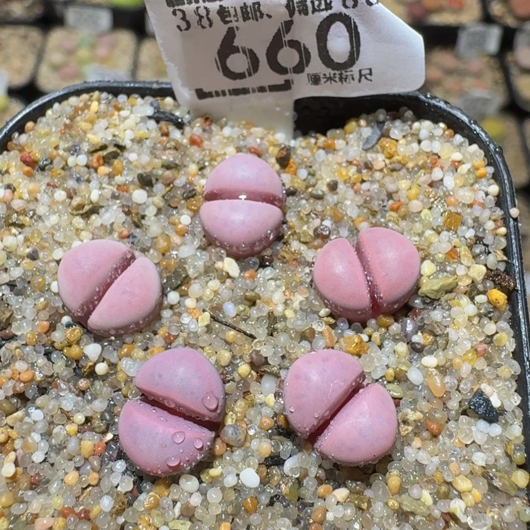 Ssss精品生石花660红菊水