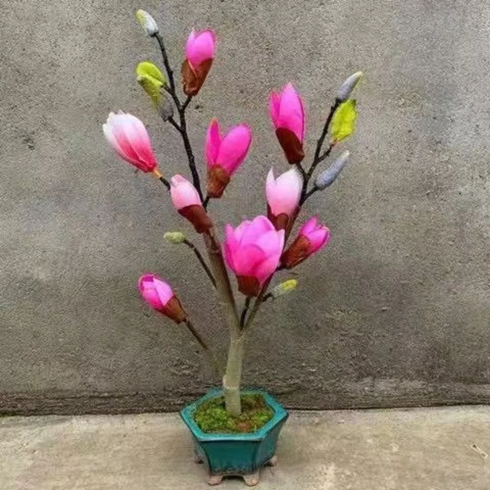 玉花兰造型盆景盆栽地栽地景规格品种齐全造型美观