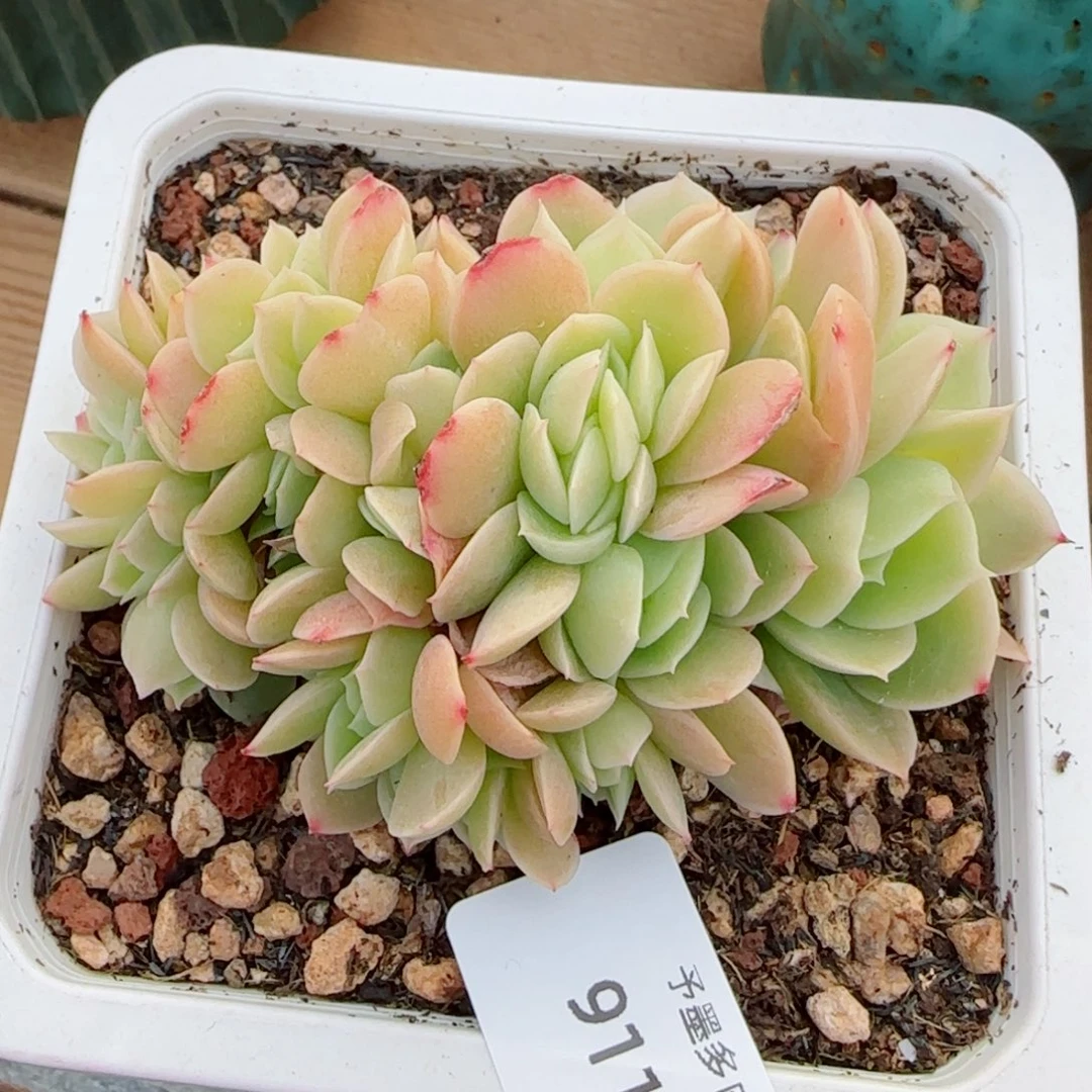 星娜塔缀化，9116多肉植物