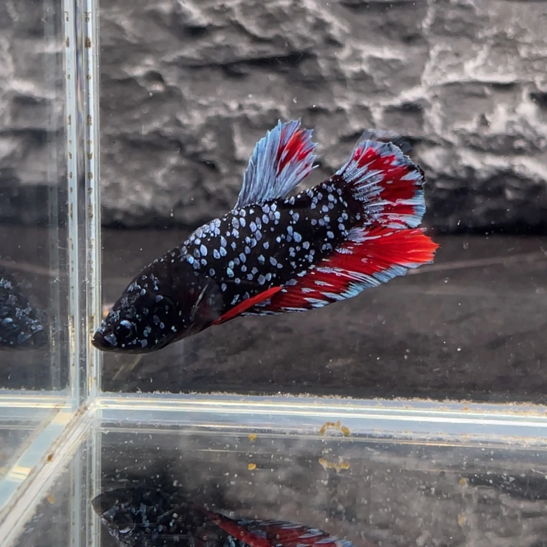 斗鱼银河暗黑碎星将军公