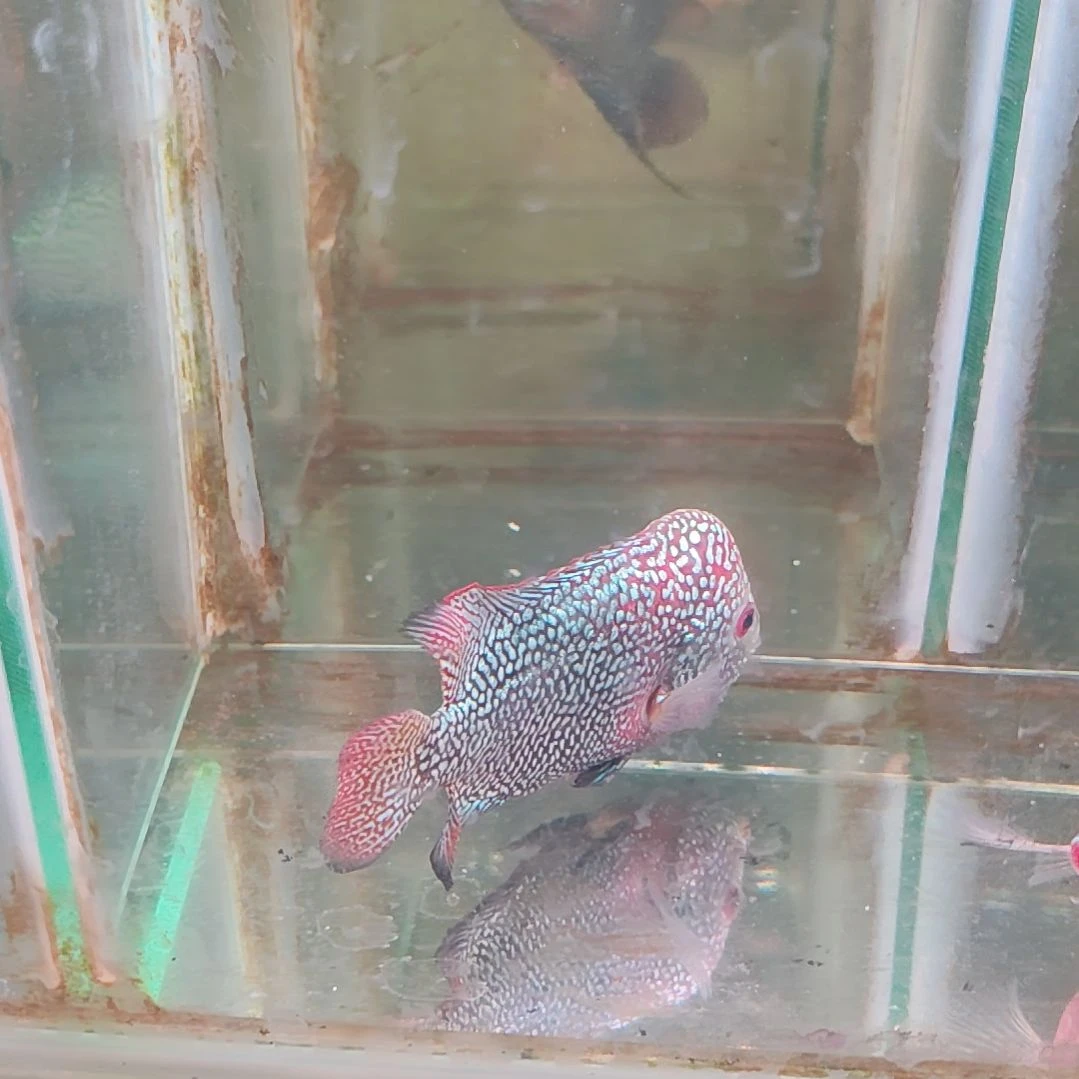 罗汉鱼2222222222222