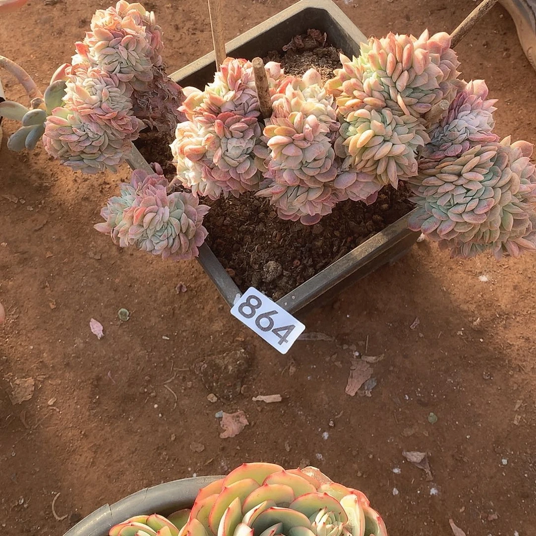 864 一物一拍多肉