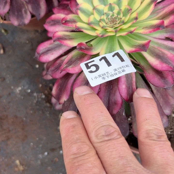 哈喽卖出511号法师多肉