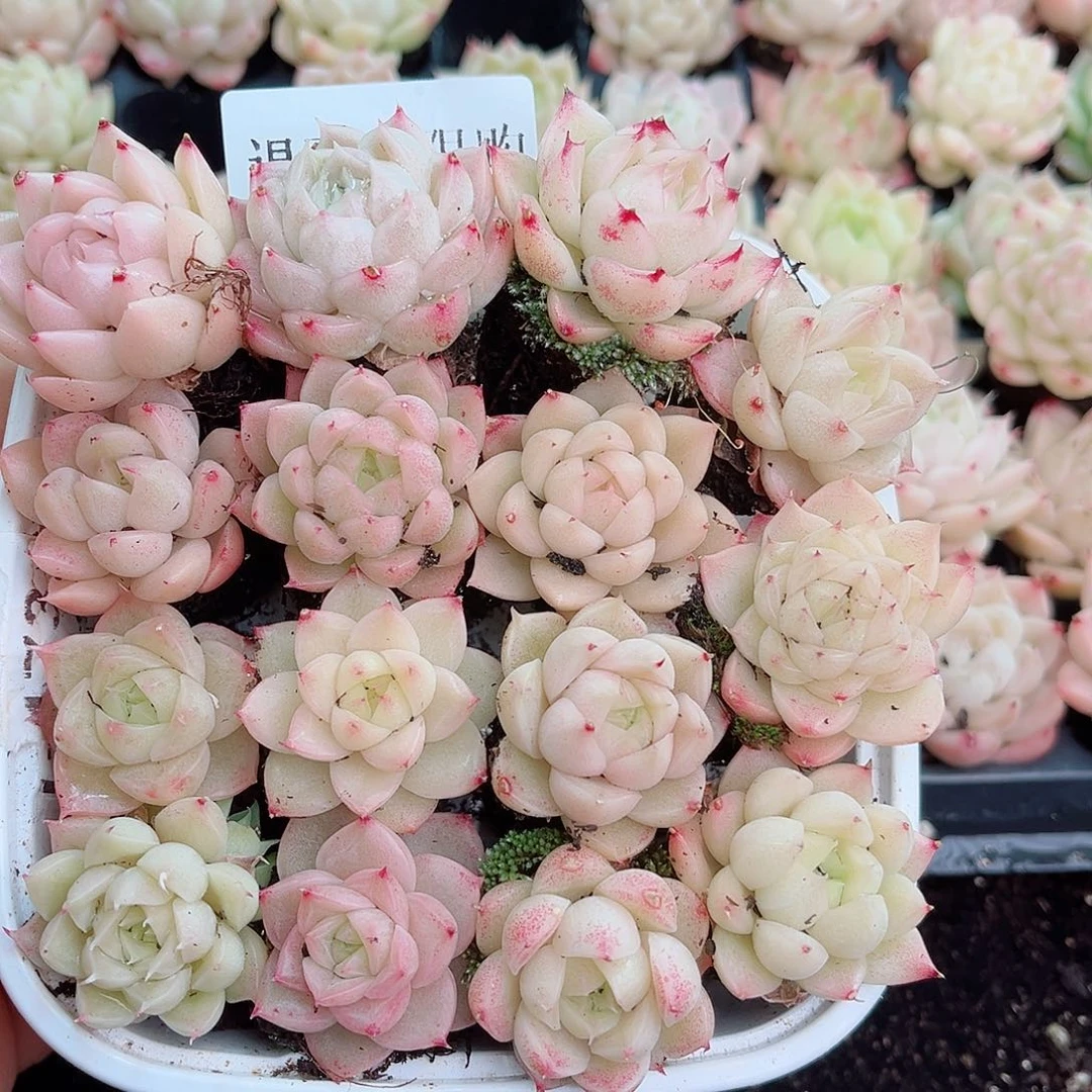 1-276 新疆西藏内蒙不发12.8包邮2-3公分多肉