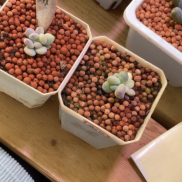 微***微香香雪象牙奶酪锦