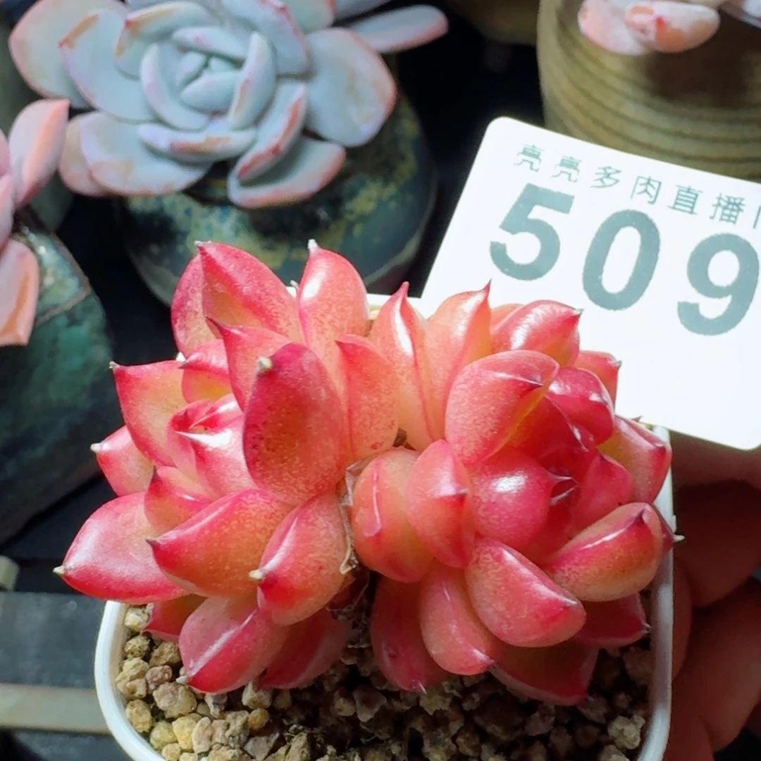 空灵珍妮      愿你一路坦途，乘风破浪展宏图