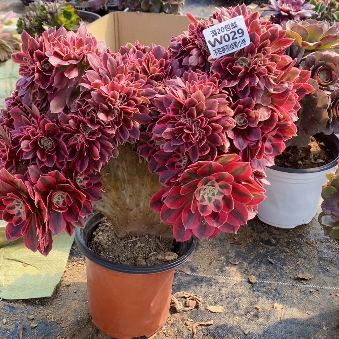 029粉女郎老板缀化多肉