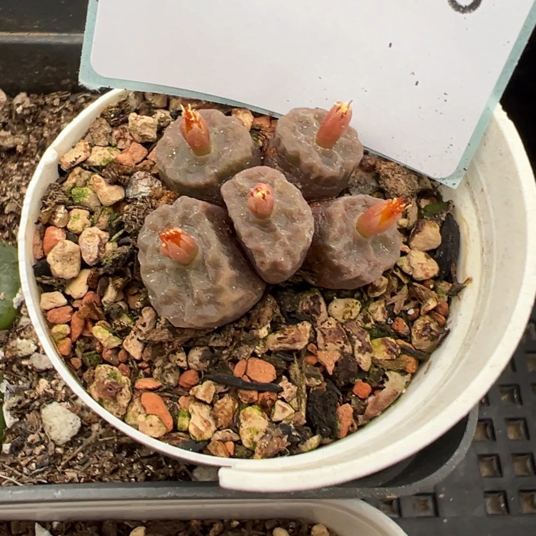23-75烧麦多肉植物