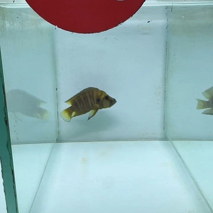 海水鱼129号人工黄金虎