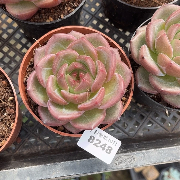 阿雅园艺。        8248Q橙