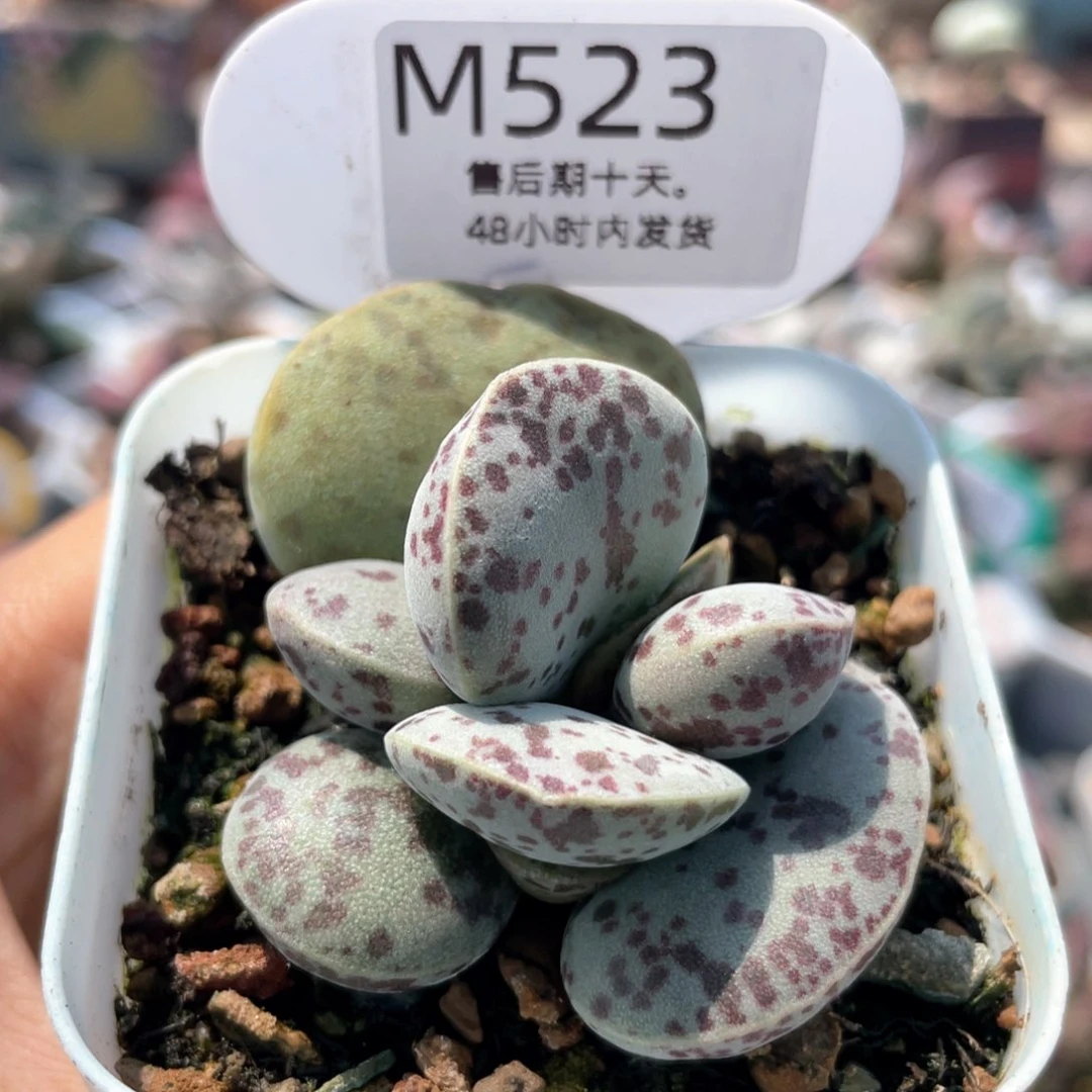 母亲节快乐。 523。