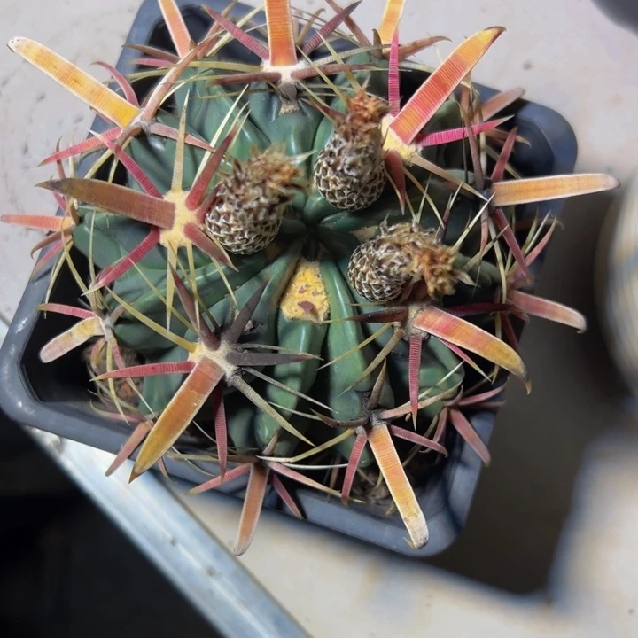 精品丸叶日出福利