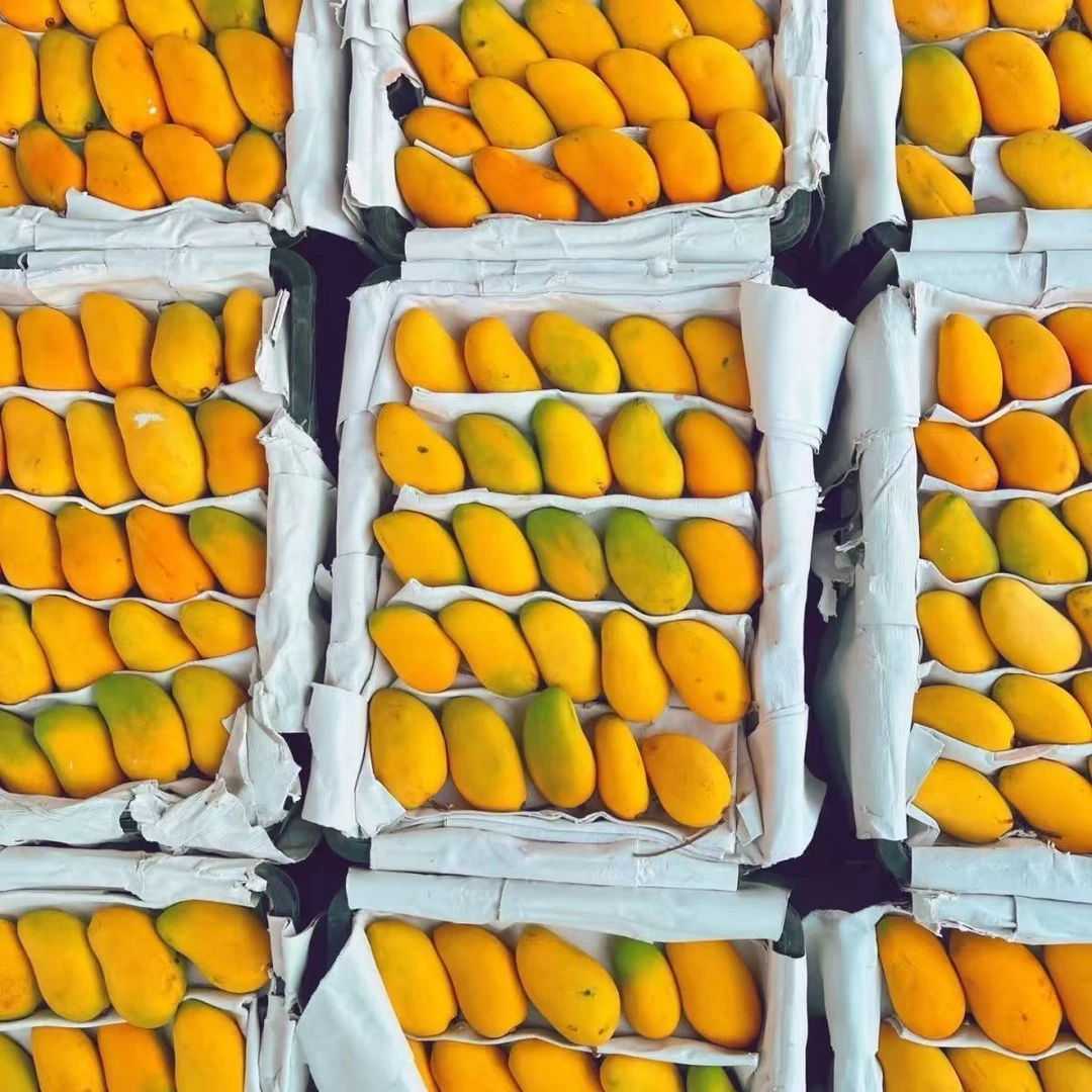 正宗广西芒果小台芒新鲜台农芒果香甜多汁热带水果现摘非贵妃金煌