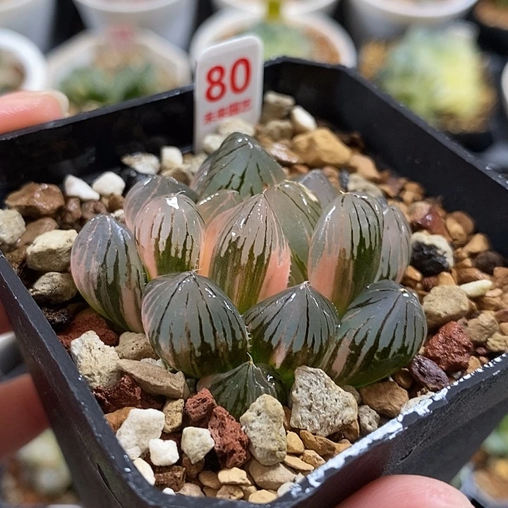 80龙爪玉露锦一物一拍