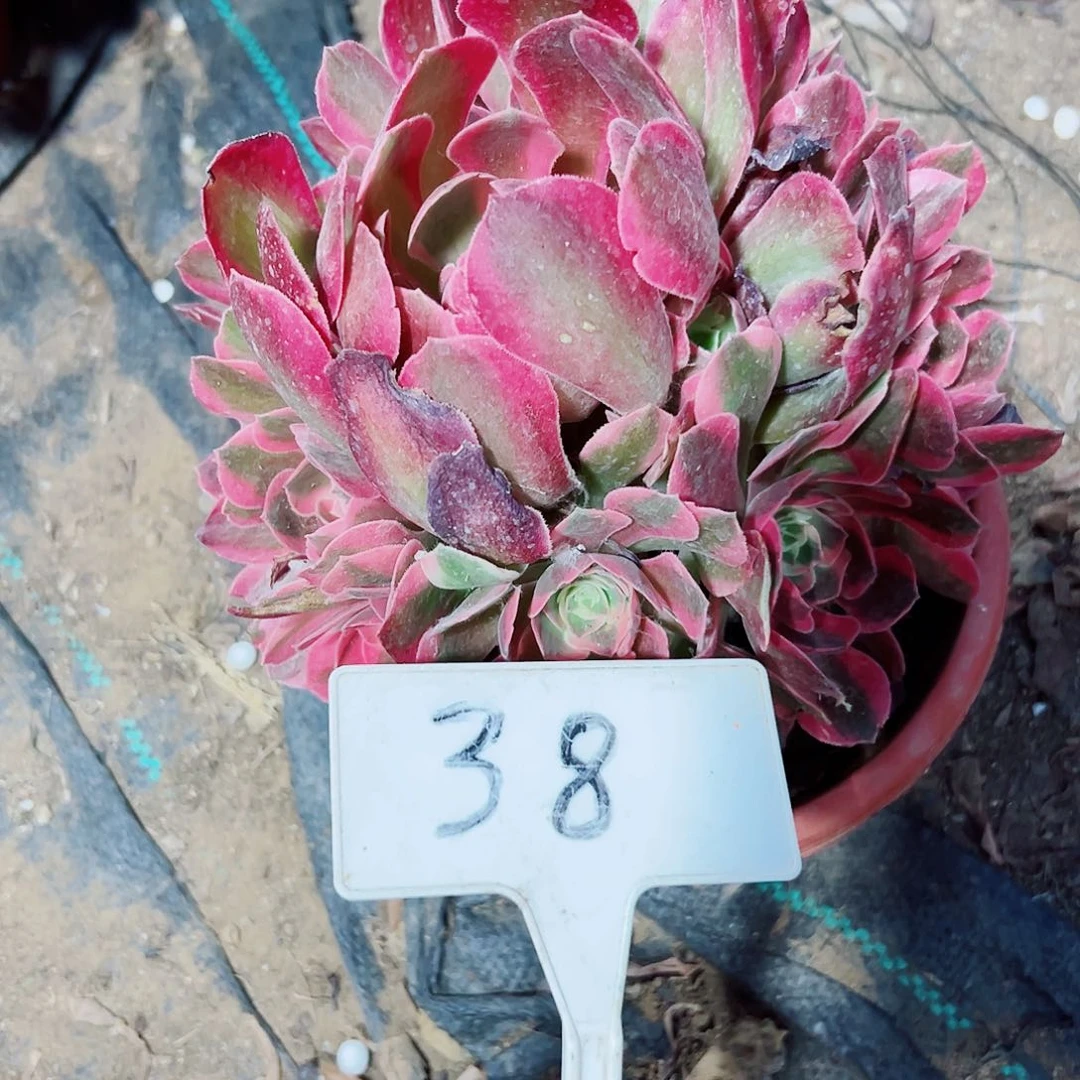 多肉植物粉女浪法师