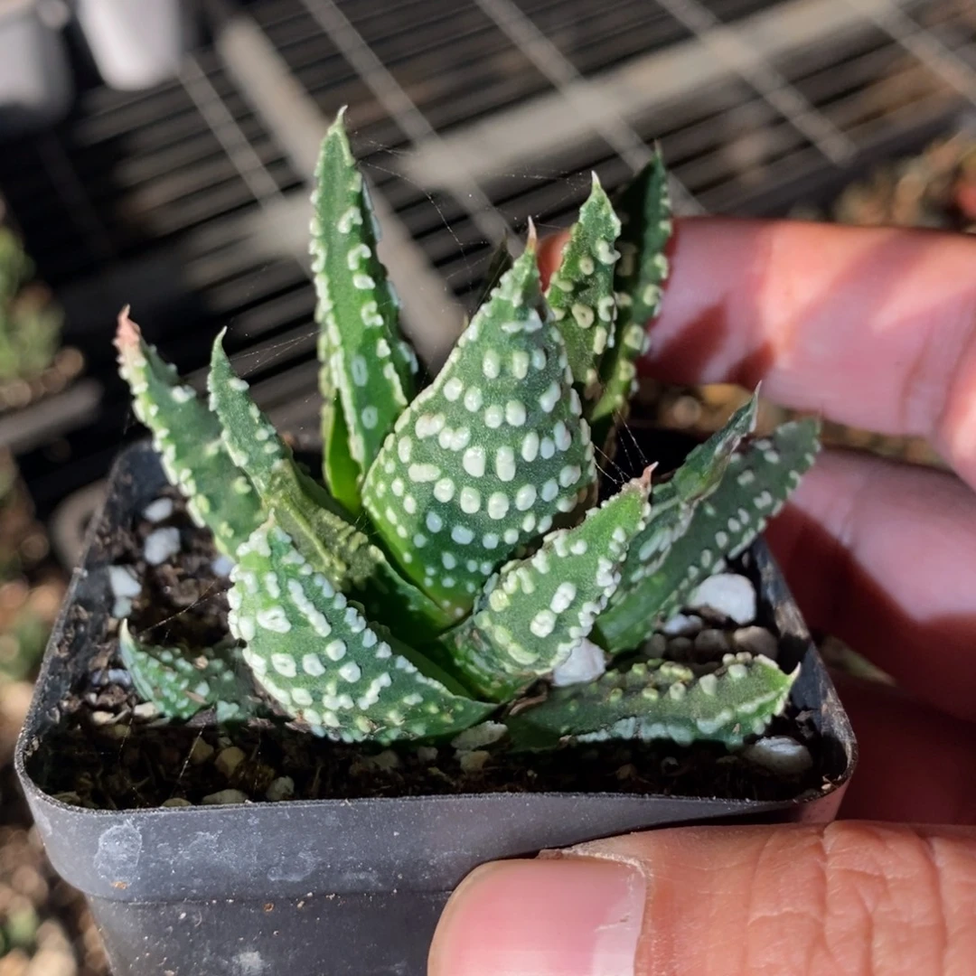 1901 一颗泪珠硬叶。