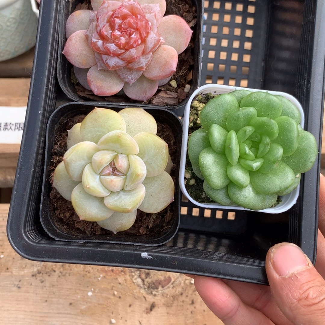 懒羊羊精品一物一拍