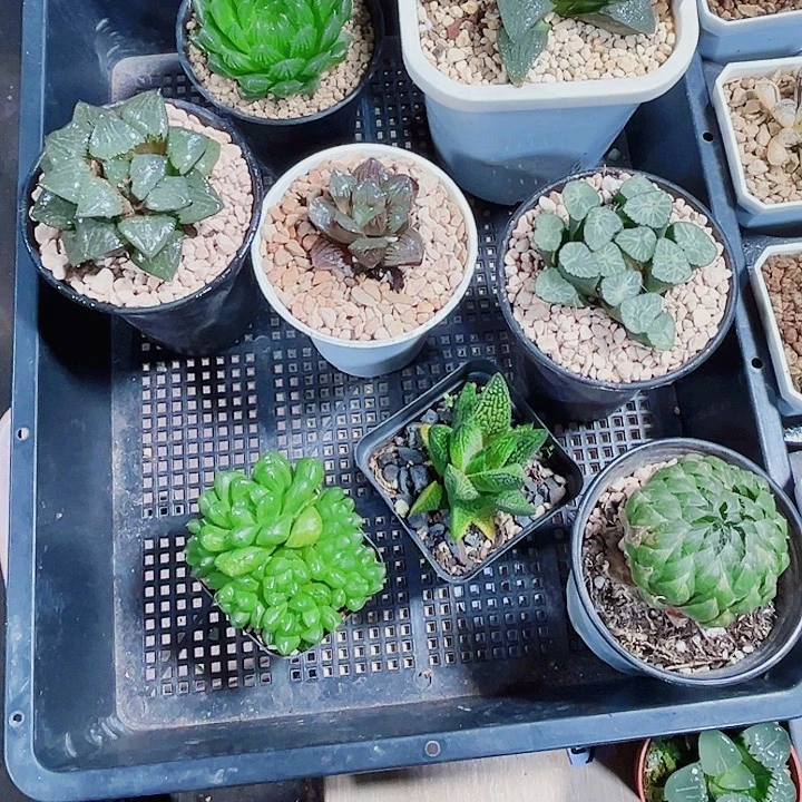 八颗肉肉都是精品