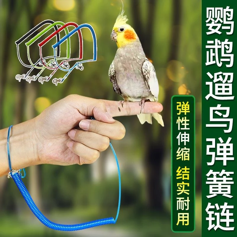 鹦鹉放飞牵引绳训练溜鸟绳外出加长绳脚绳失手绳内置钢丝双头钳扣
