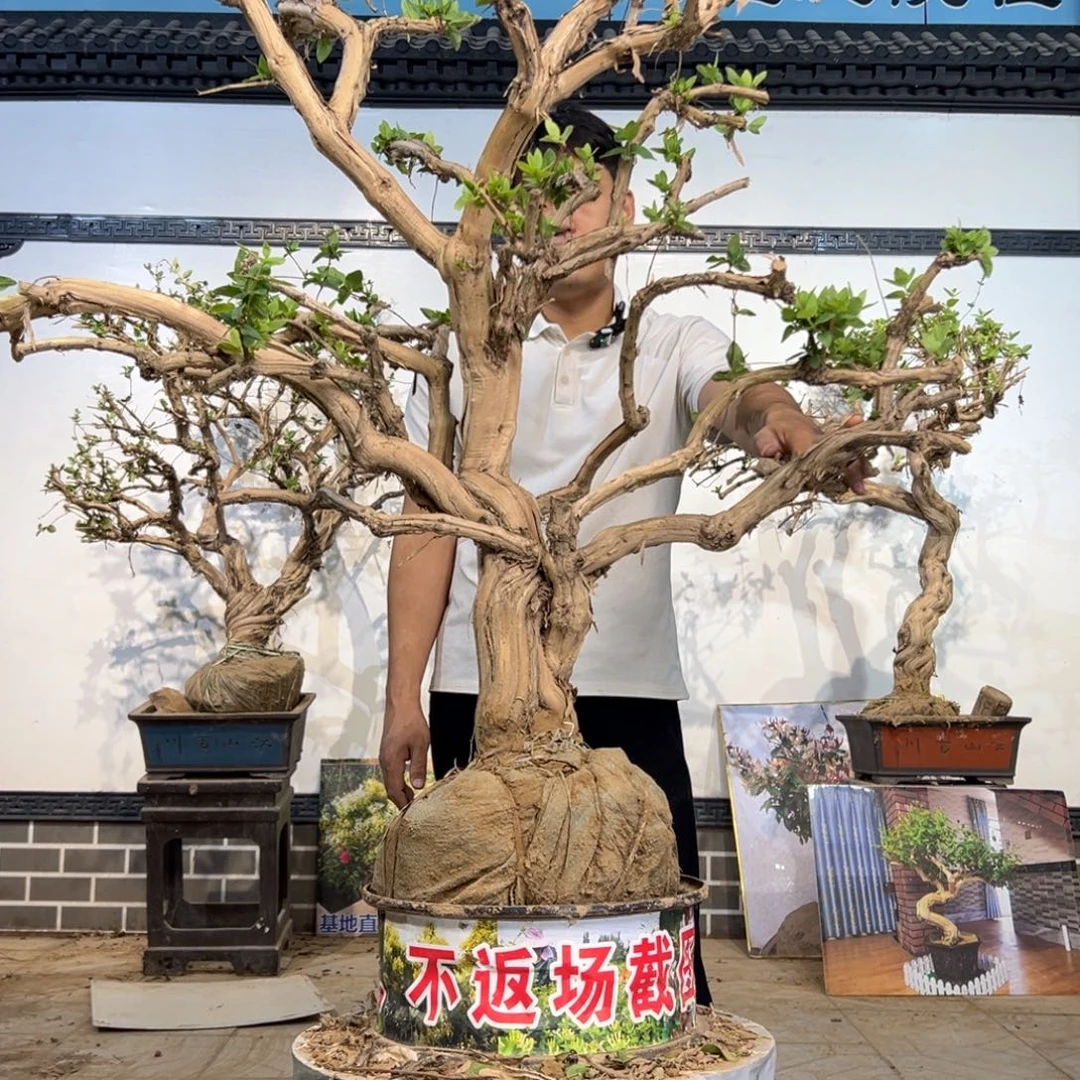 无花朵金银花开花126351455