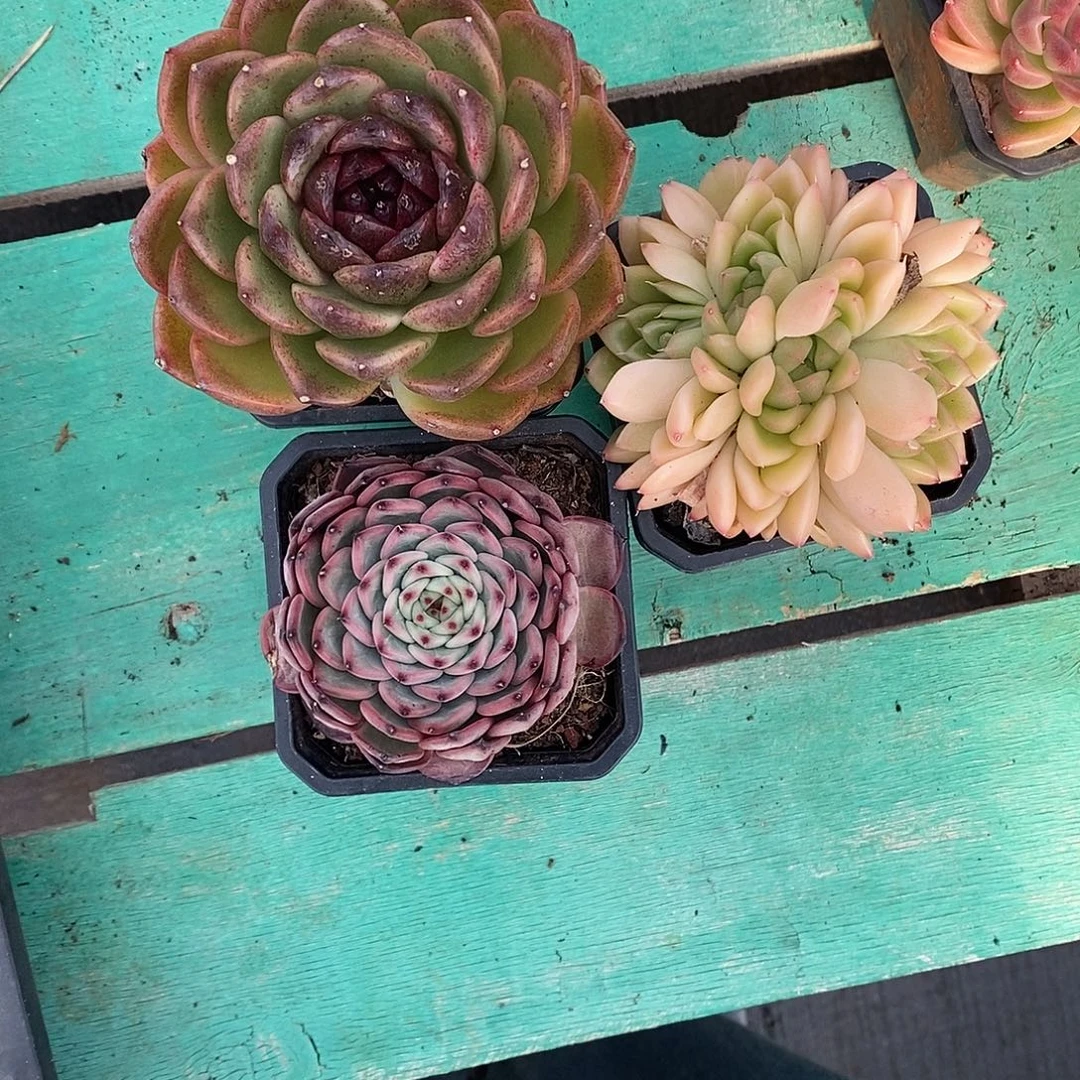 水晶杂、迷雾森林、麦秆