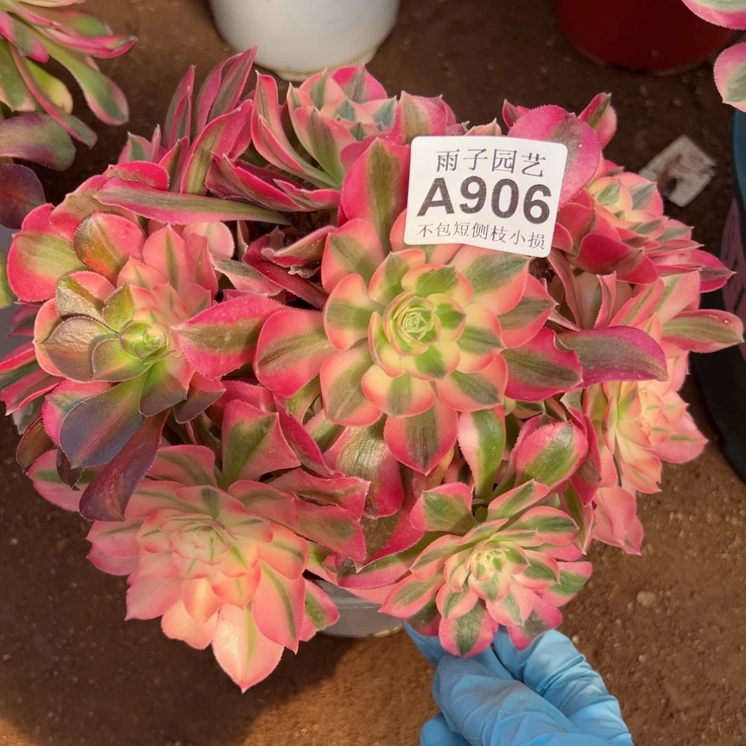 906粉女巫尺寸23左右