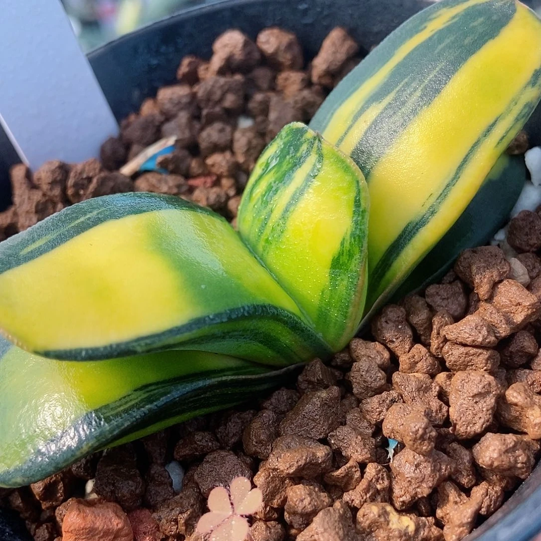 捕*者777卧牛实生锦带盆发货