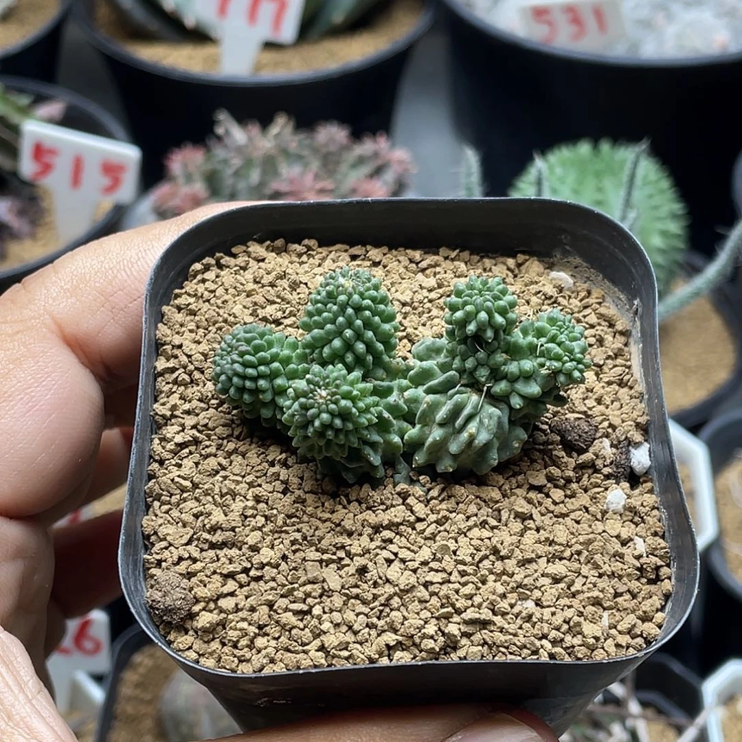 5头蝌蚪丸 带盆土包邮