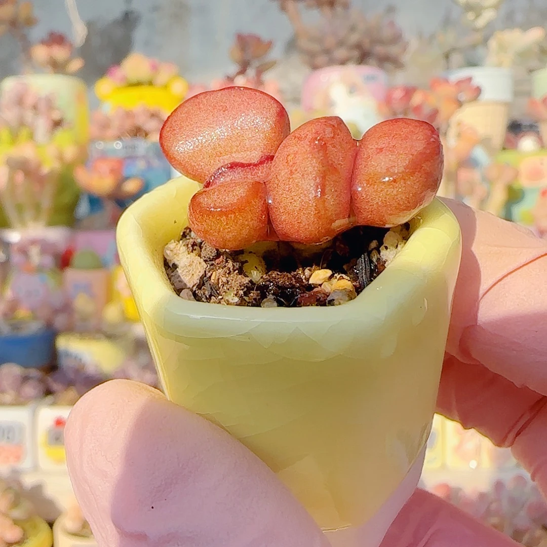 L 双头红蛋 盆口2.5cm