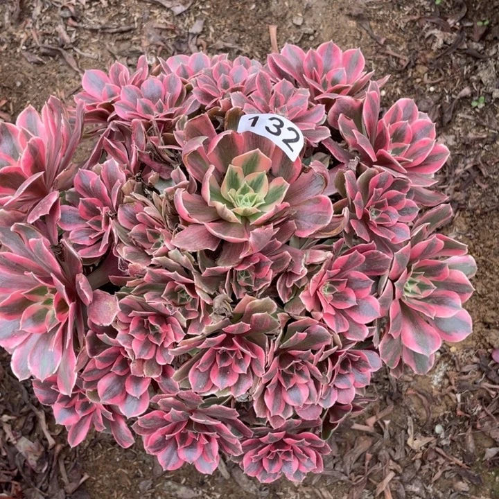 春***天无花朵132多肉植物女妖