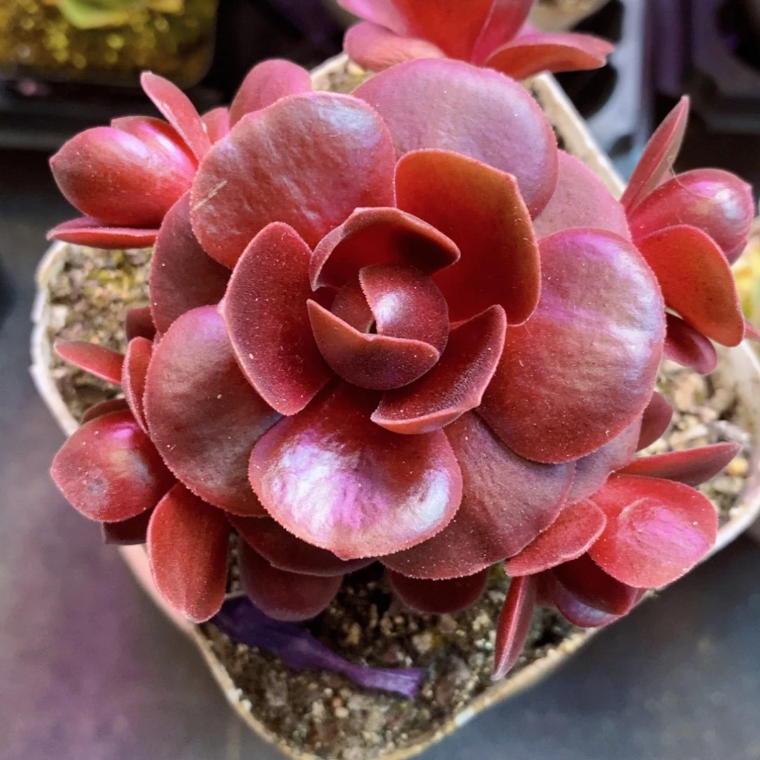 山地玫瑰福利一物一拍174云霞