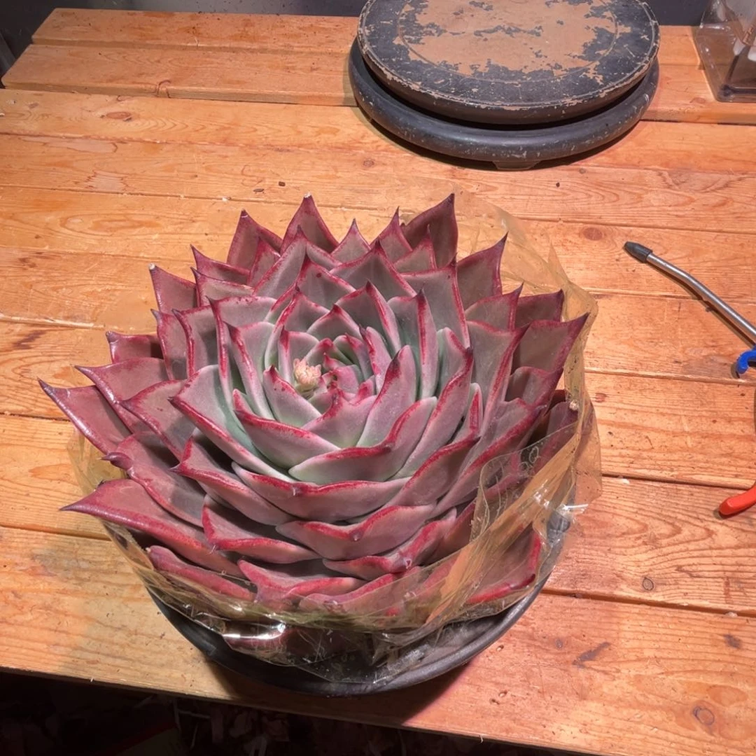 涅**生一物一拍，寄养